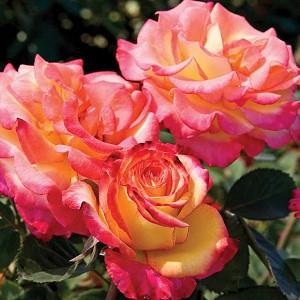 Rosa 'Dream Come True', Rose 'Dream Come True', Rosa 'Wekdocpot', Grandiflora Roses, Shrub Roses, Red roses, Bicolor Roses, Rose bush